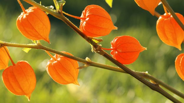Ashwagandha: The Miracle Herb