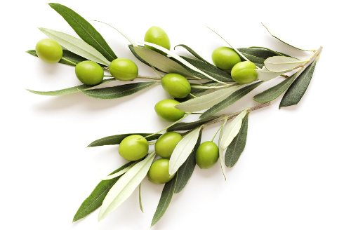 Olive Leaf: anti-inflammatory, anti-fungal, anti-biotic & anti-aging