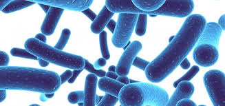 Probiotics and Prebiotics - A Powerful Combination For Gut Health