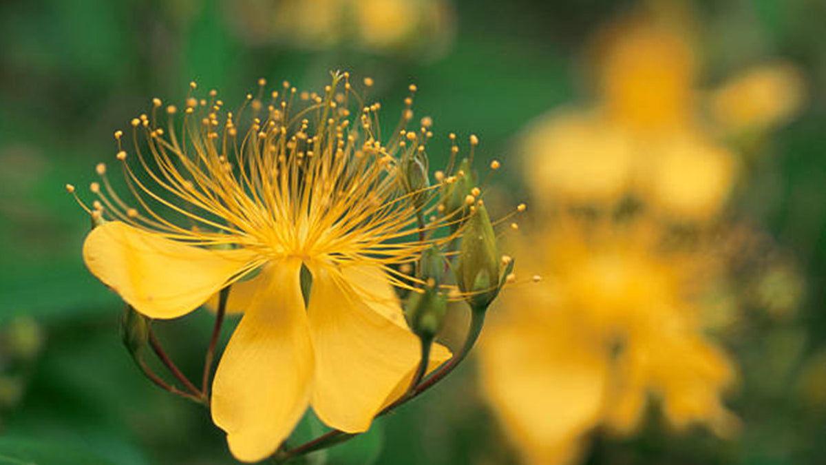 St. John's Wort